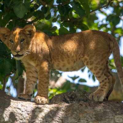 Tree climbing Lion - Queen Elizabeth National Park